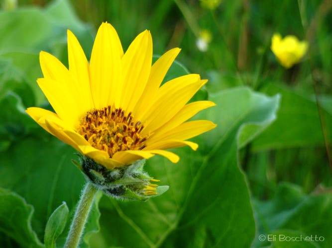 Balsamroot None