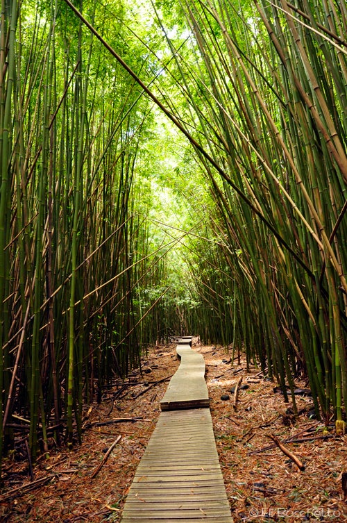 Bamboo Forest pipiwai trail