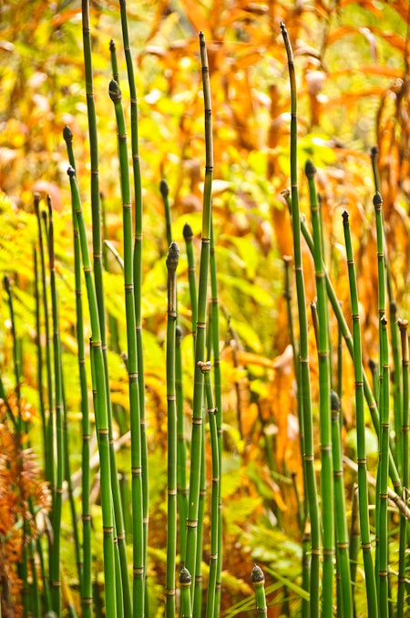 Bamboo Garden None