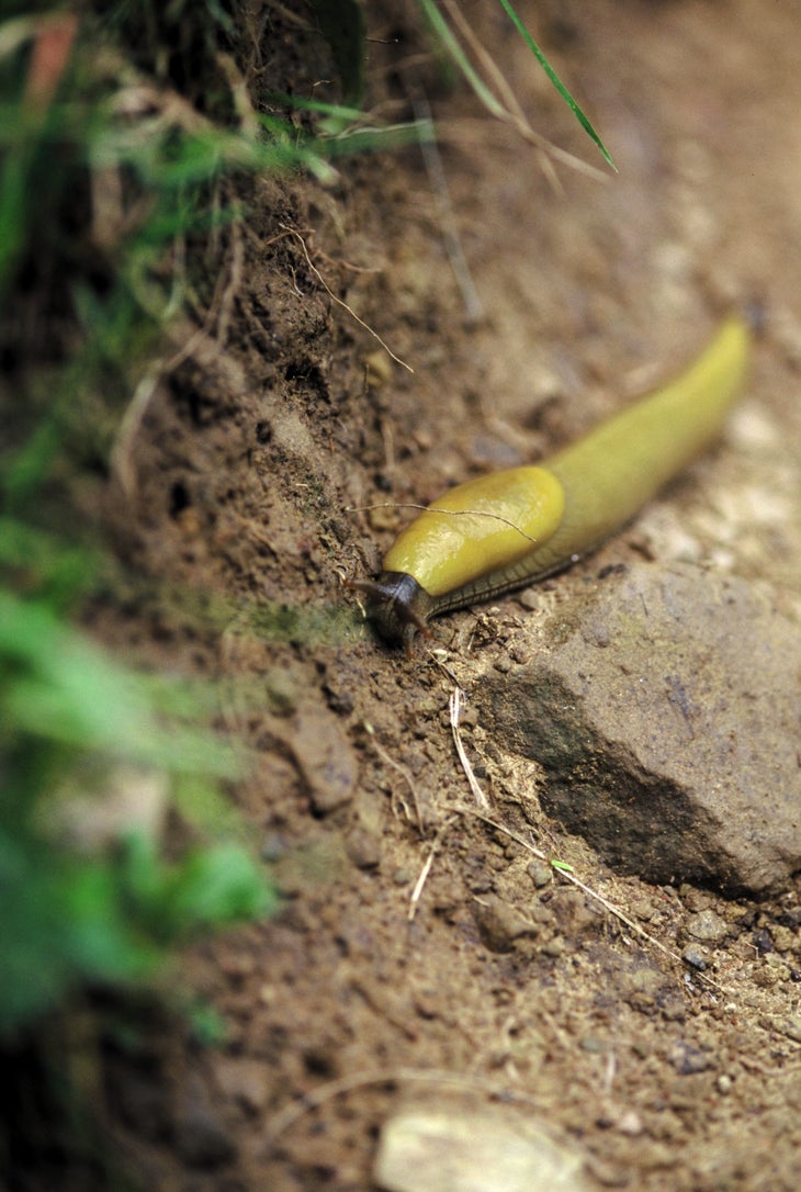 Banana slug None
