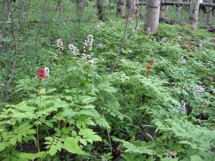 Baneberries None
