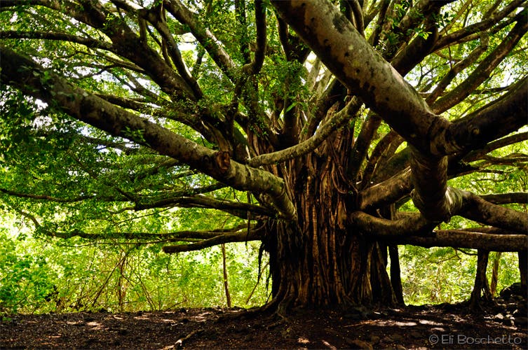 Banyan Tree pipiwai trail