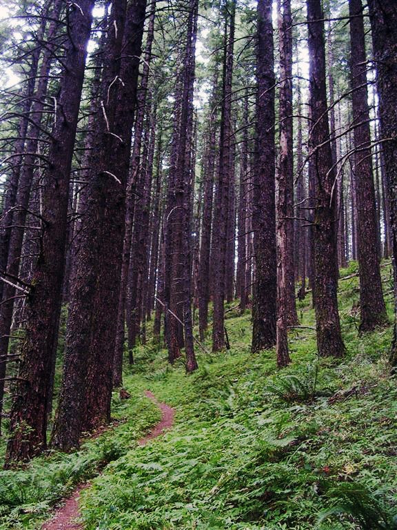 Bare Forest None