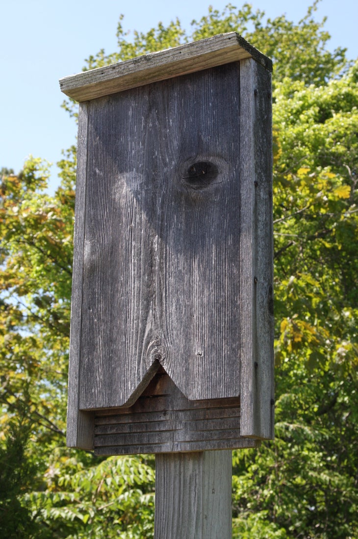 Bat box None