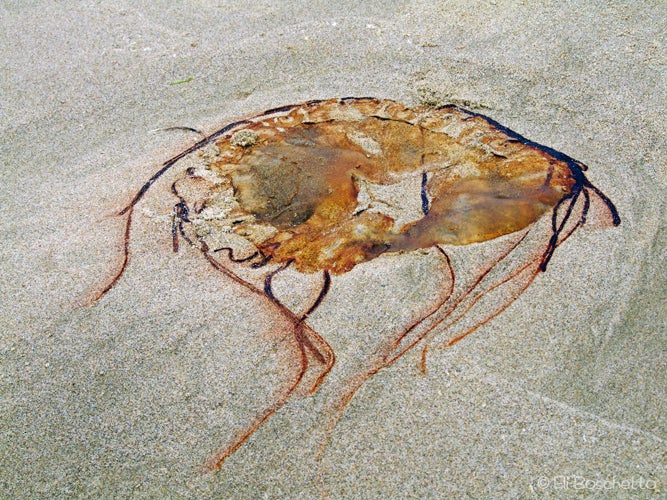 Beach Fossil None