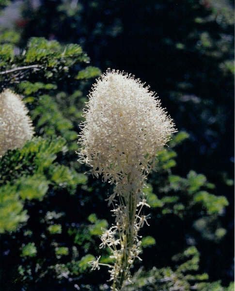 Bear Grass None