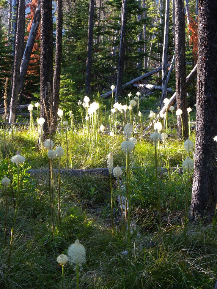 Bear Grass None