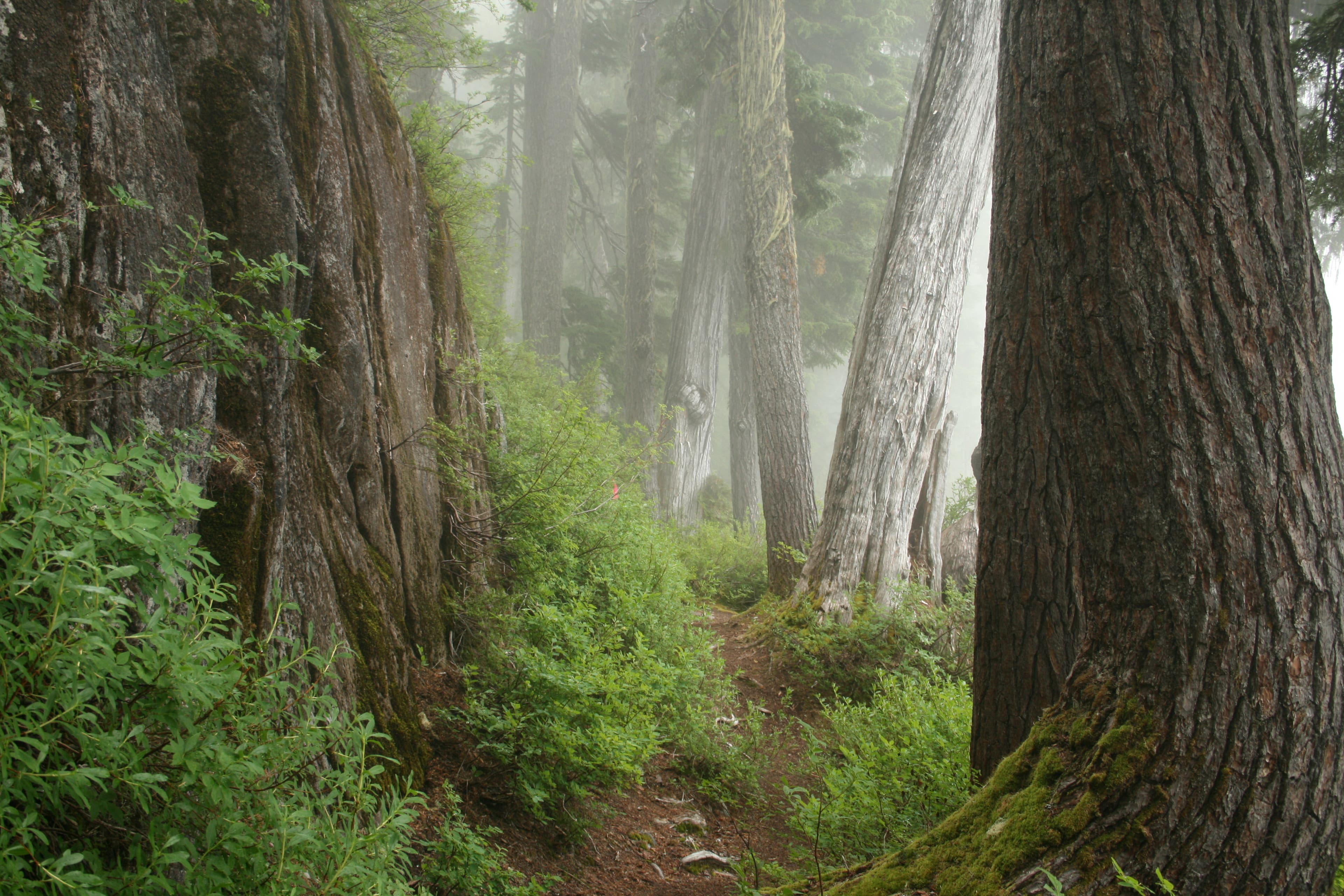 Bear Lake Corridor None