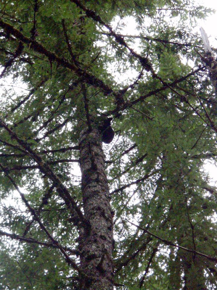 Bear None