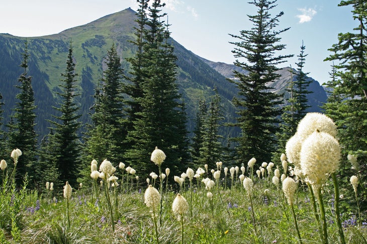 Beargrass None