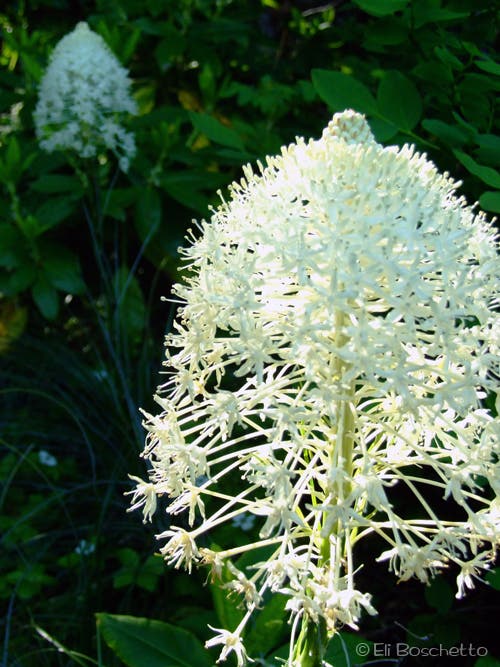 Beargrass None