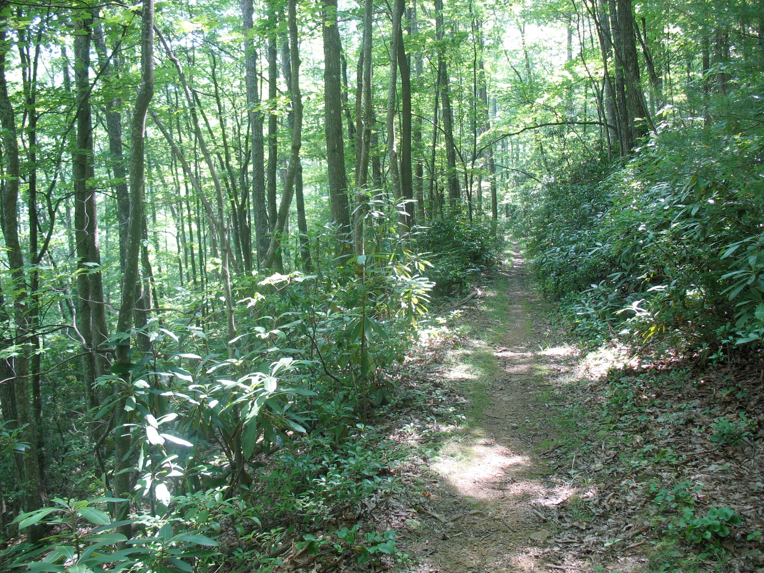 Beartree Gap Trail None