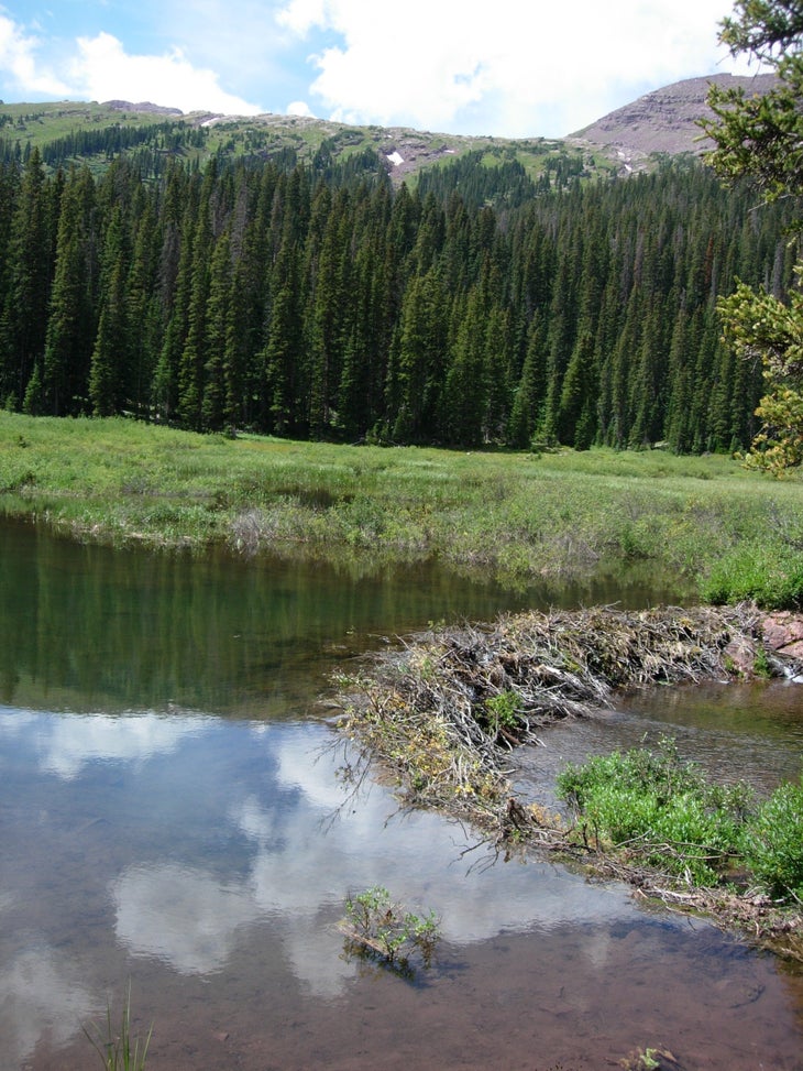 Beaver Dam None