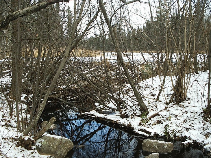 Beaver Dam None