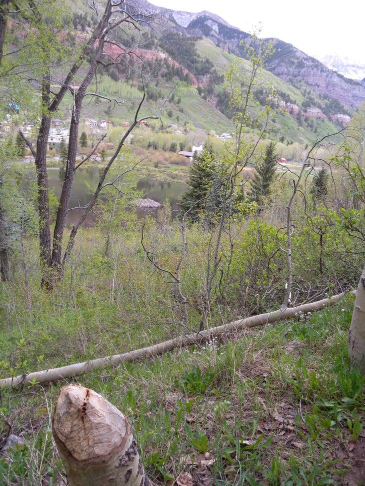 Beaver Den None