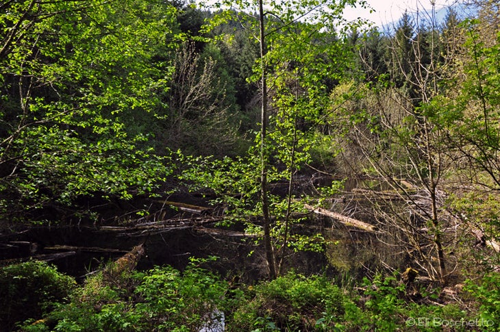 Beaver Pond None