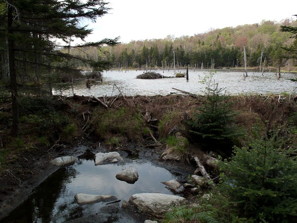 Beaver Pond None