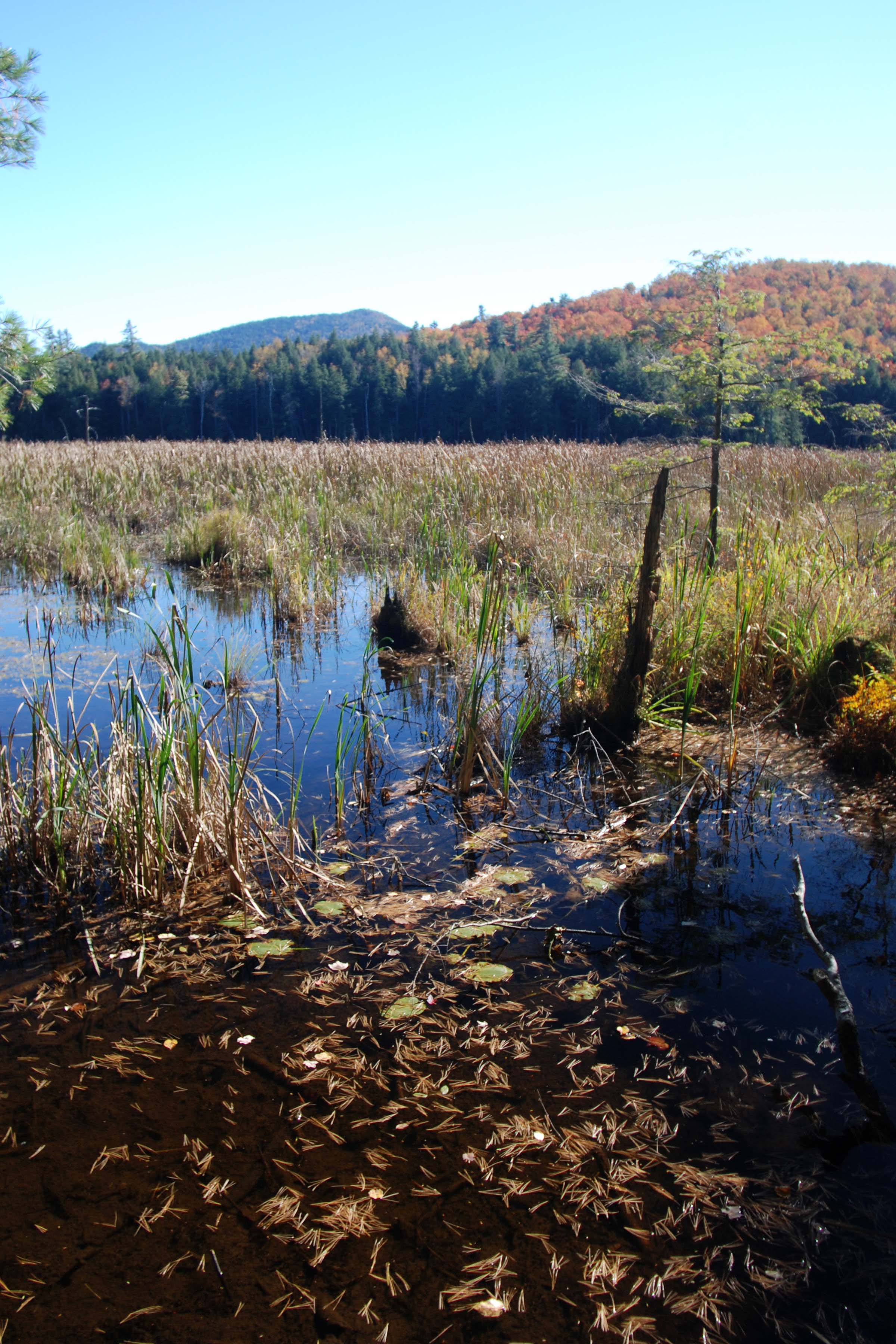 Beaver Pond None