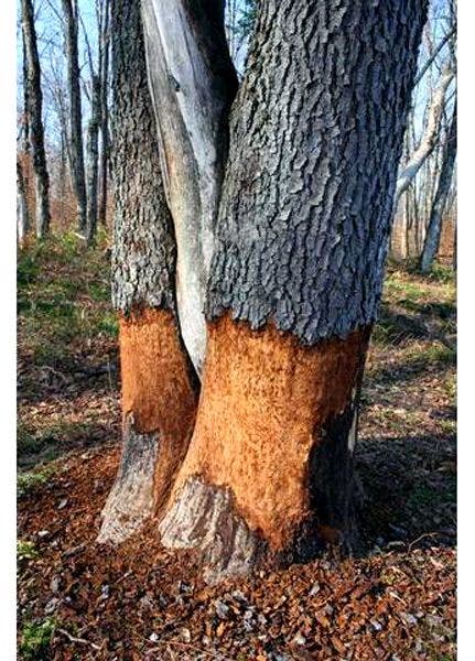 Beaver Pond Tree None