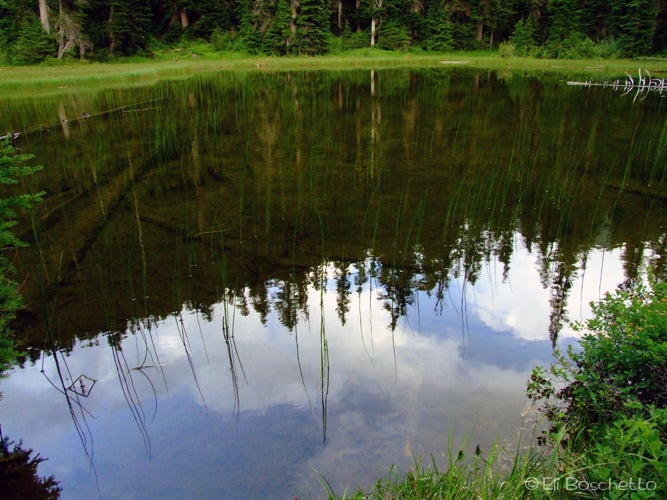 Beaver Pond None