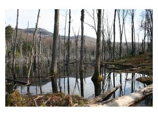 Beaver Ponds None