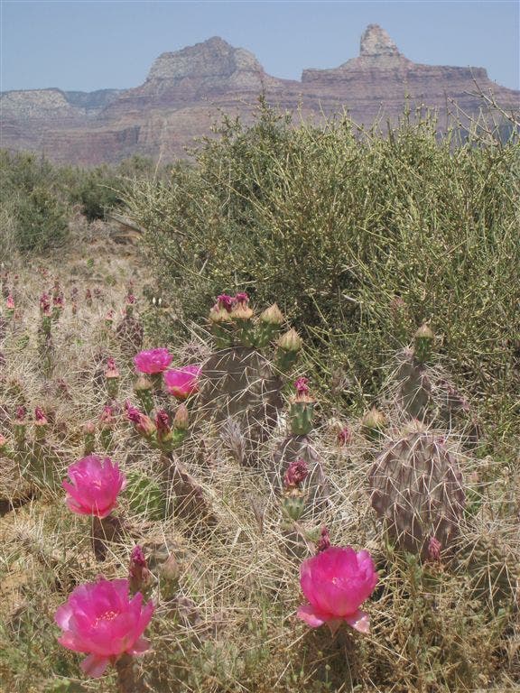 Beavertail Cactus None