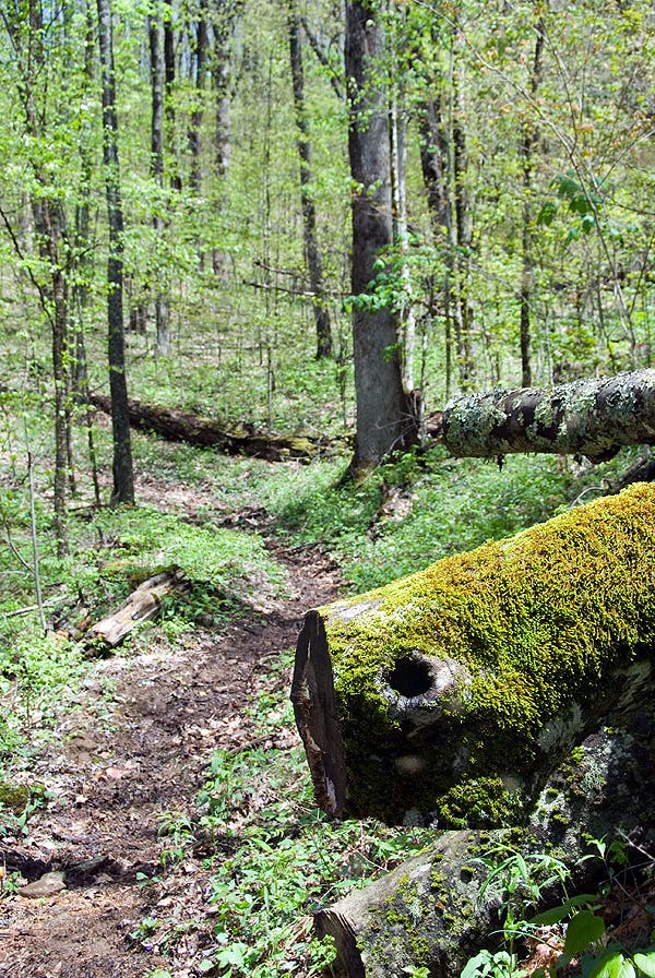 Beech Gap Trail None