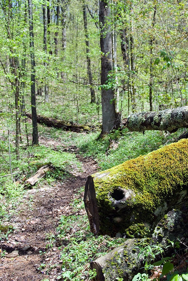 Beech Gap Trail None