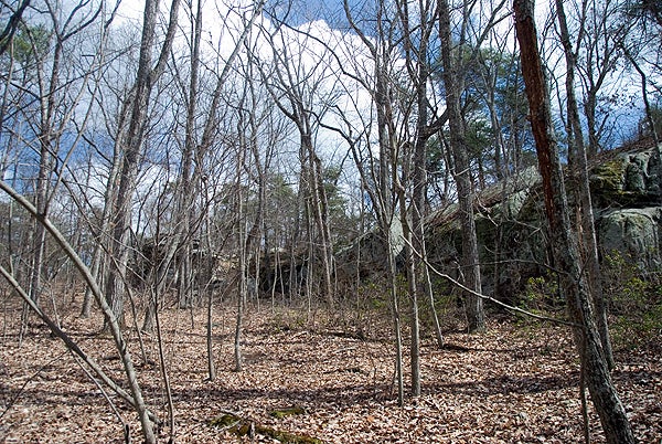 Beginning of the Overlook Trail at Desoto Falls. A forest of small trees after losing their leaves and boulders.