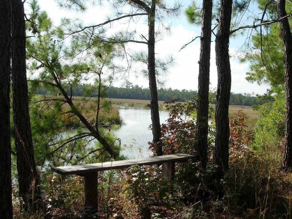Bench Above Creek None