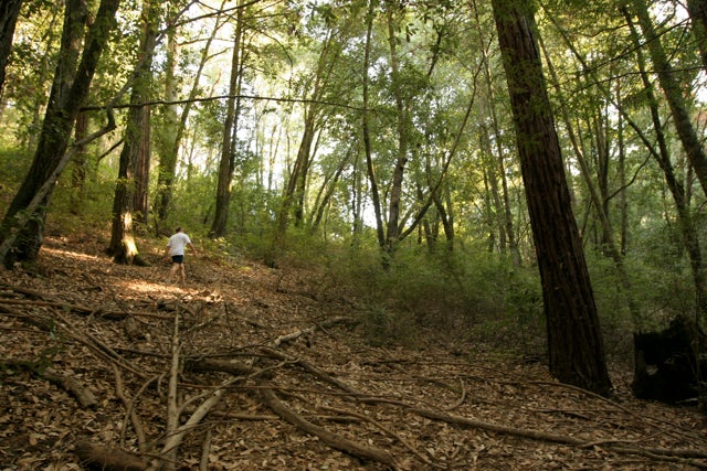 Santa Cruz CA Fall Creek to Lime Kilns