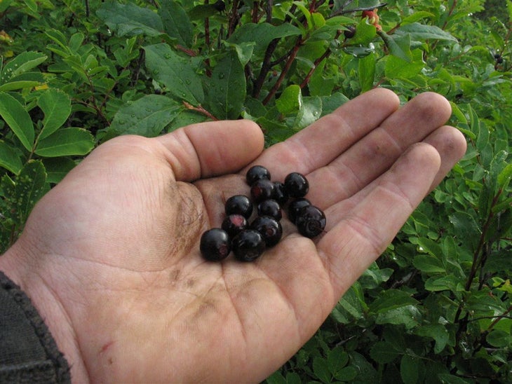 Berry Time None