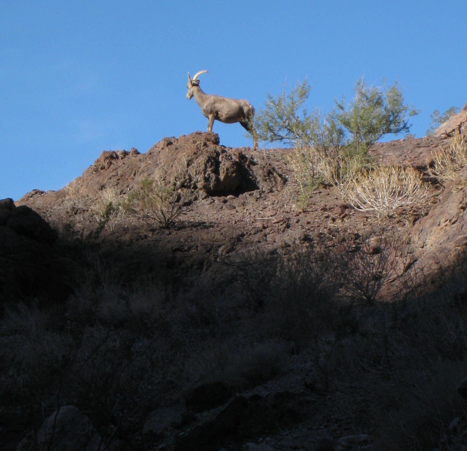 Big Horned Sheep None