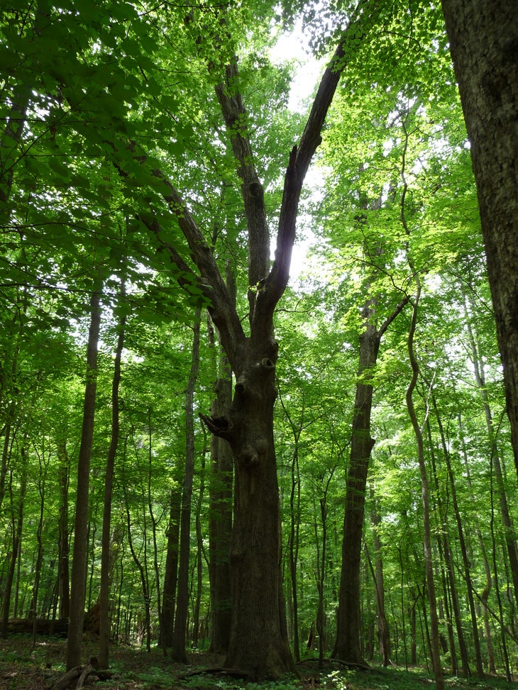 Big Tree None