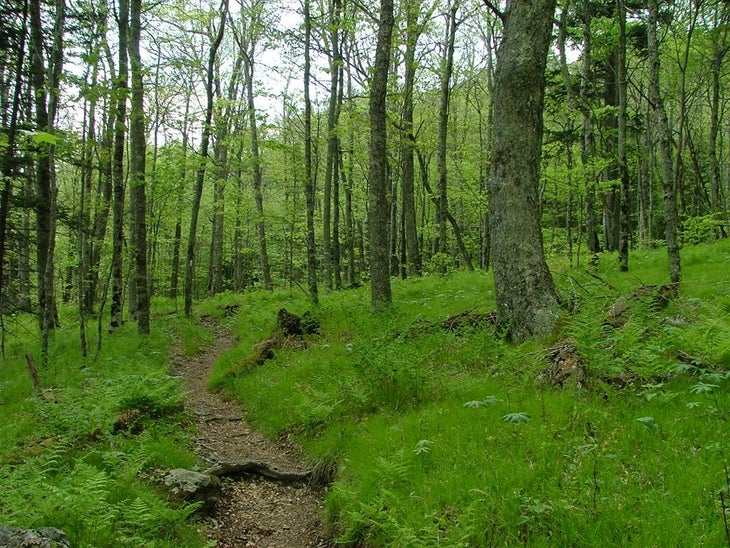 Birch Forest None