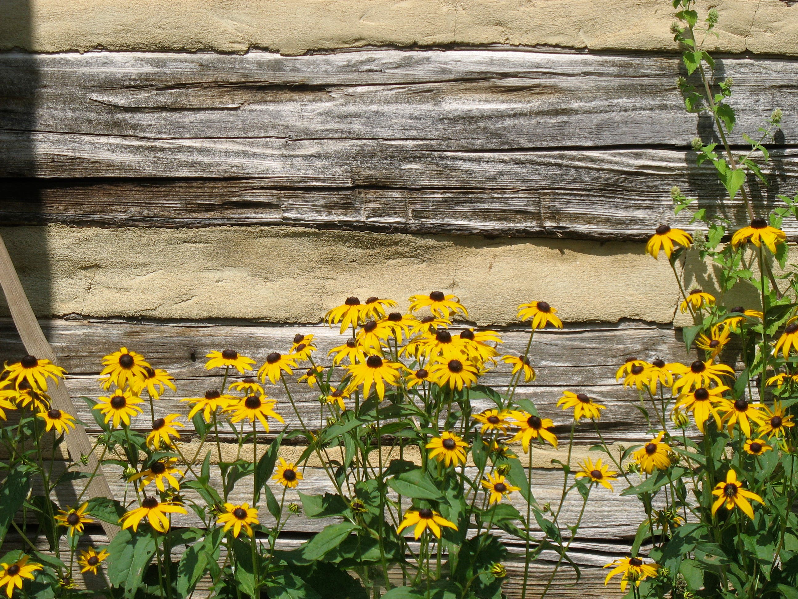 Black-Eyed Susans on the Farm None
