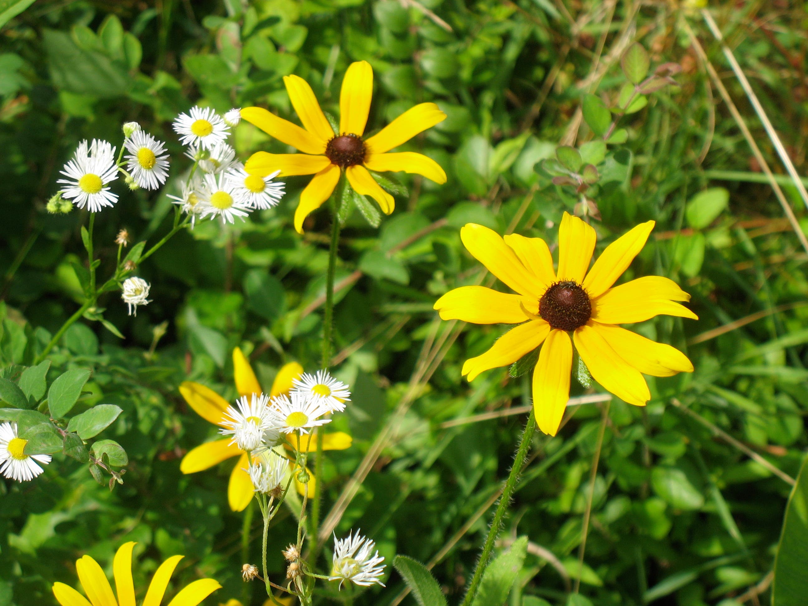 Black-Eyed Susans None