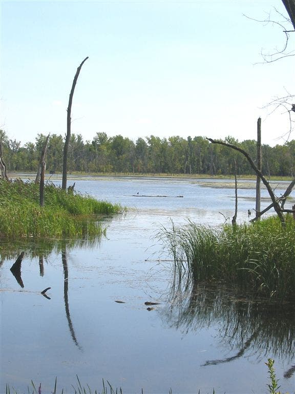 Black Oak Bayou None