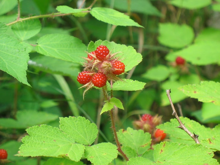 Blackberries None