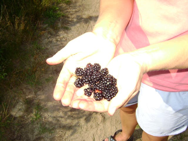 Blackberry Stash None