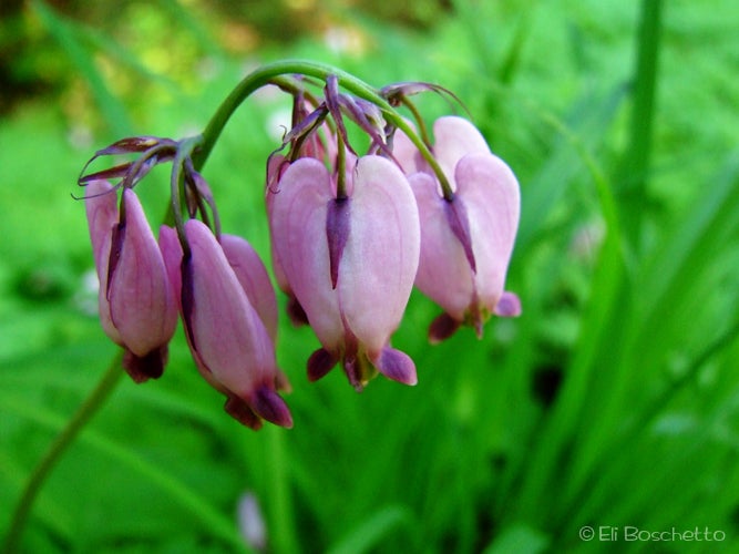 Bleeding Heart None