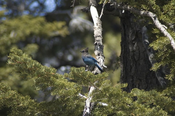 Blue Jay None