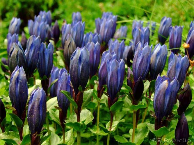 Bog Gentian None