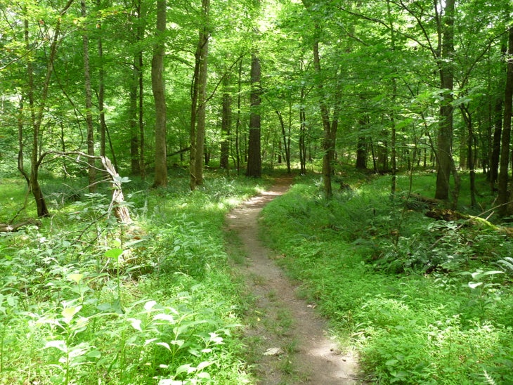 Bottomlands None