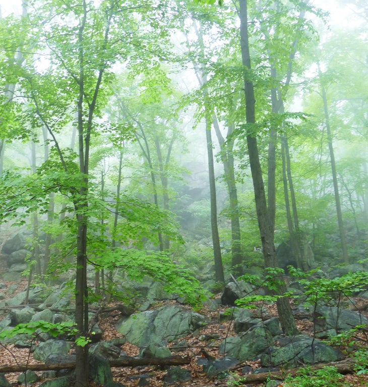 Boulder Field None