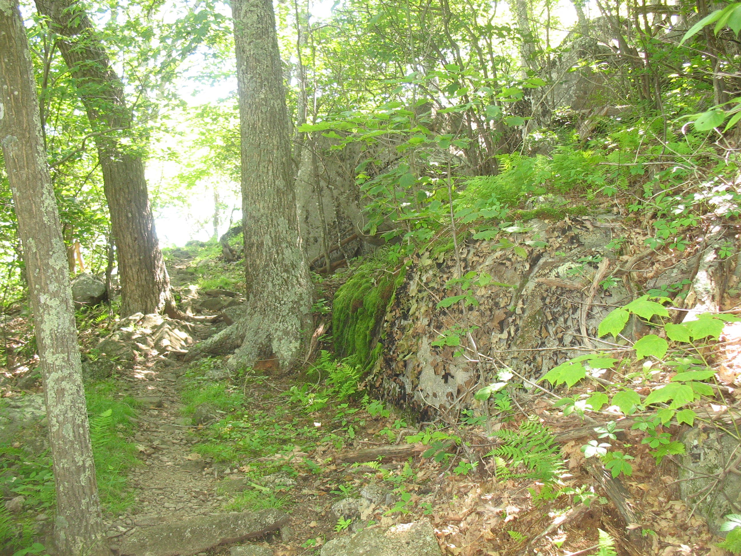 Boulders and Moss None