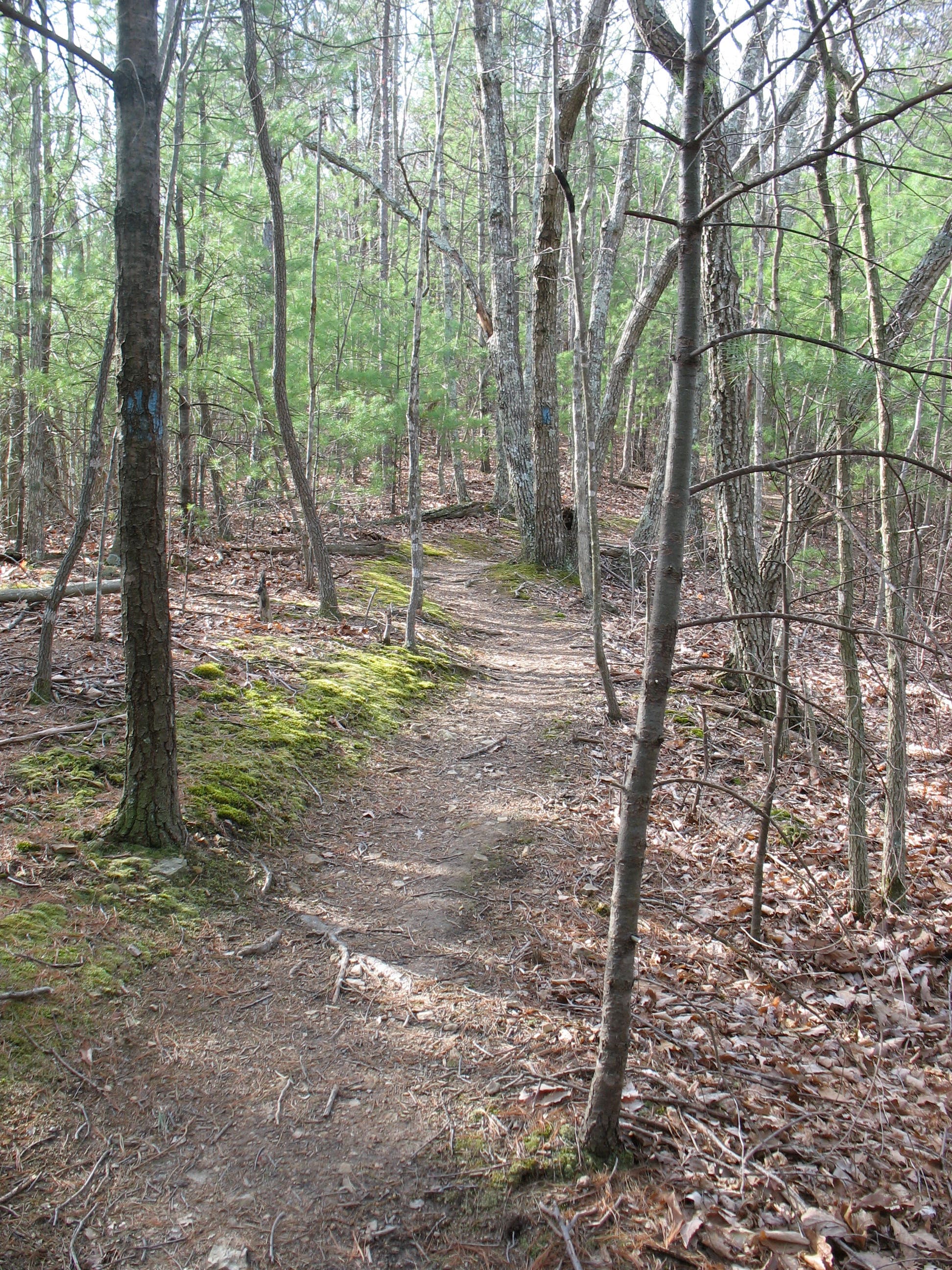 Boy Scout Connector Trail None