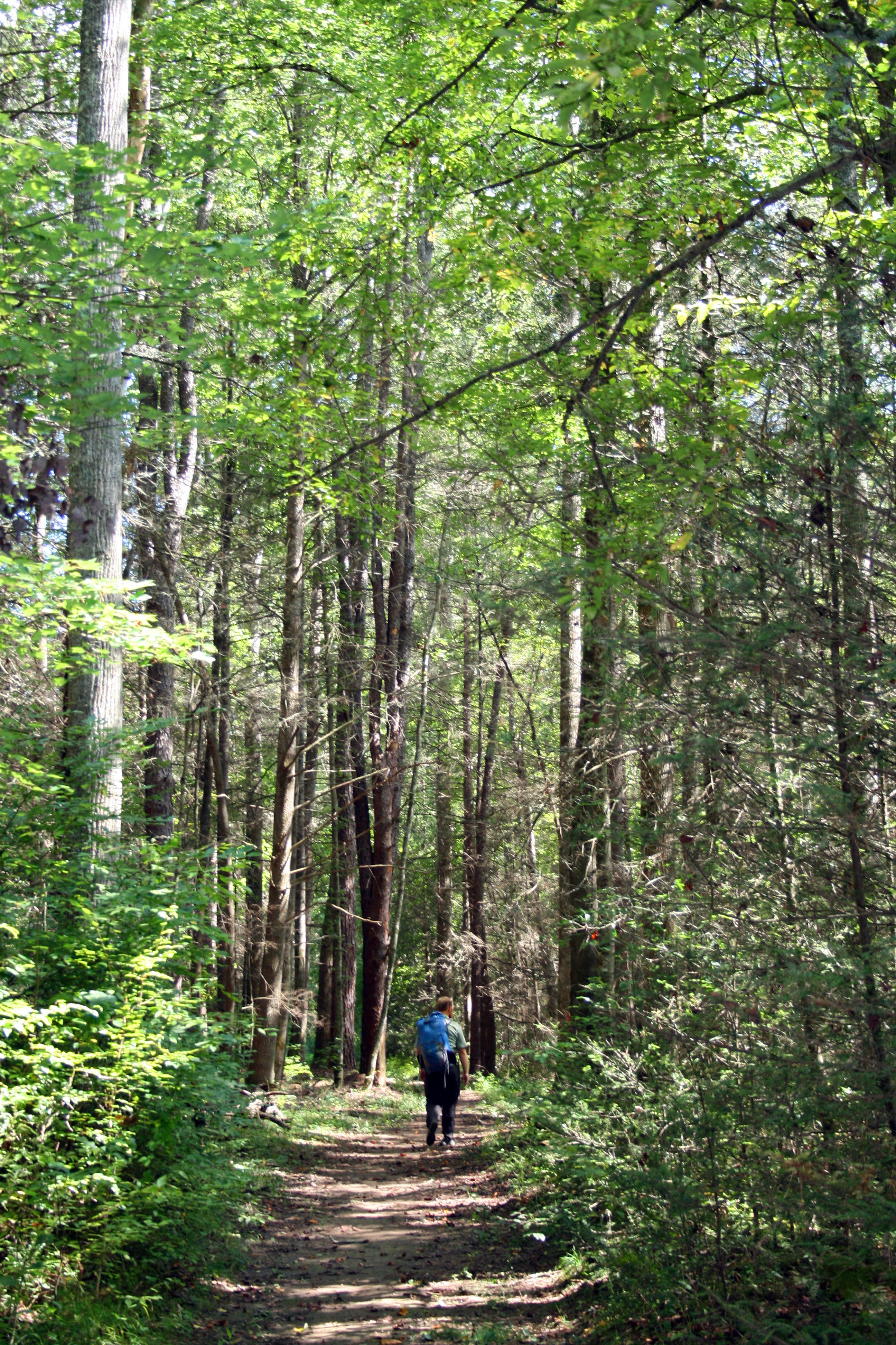 Bradley Creek Trail None