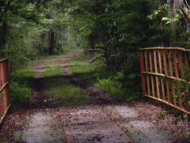 Bridge along old forest road None