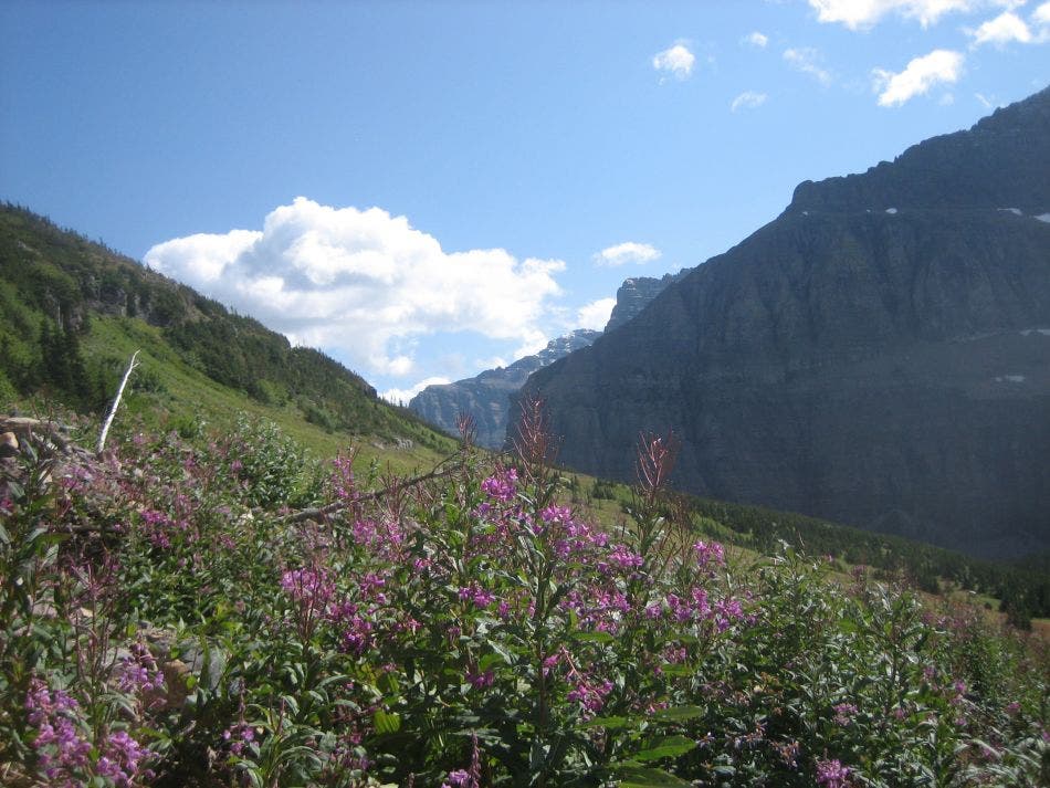 Looking to the southeast over Brown Pass toward the Hawksbill and wildflowers in the forefront. 